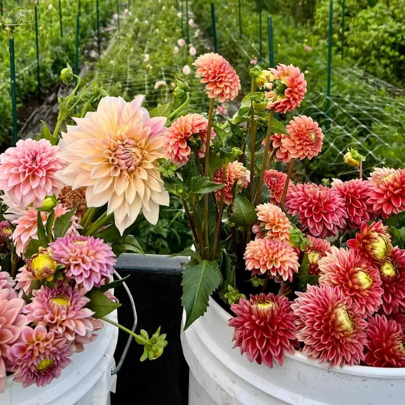 Dahlia Tuber Store PetalPickers RETAIL