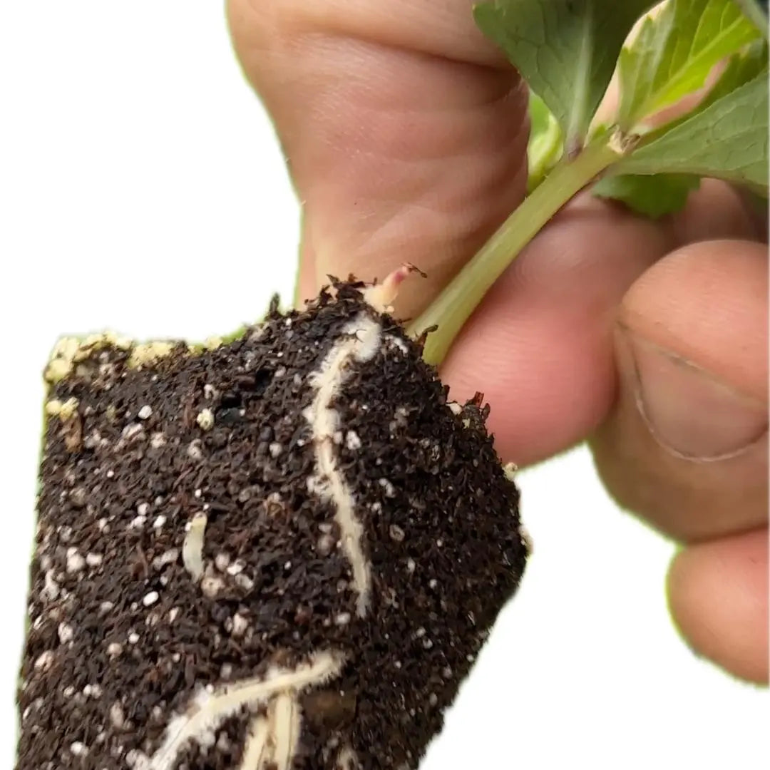 Rooted Cutting Dahlia (5-pk) PetalPickers RETAIL