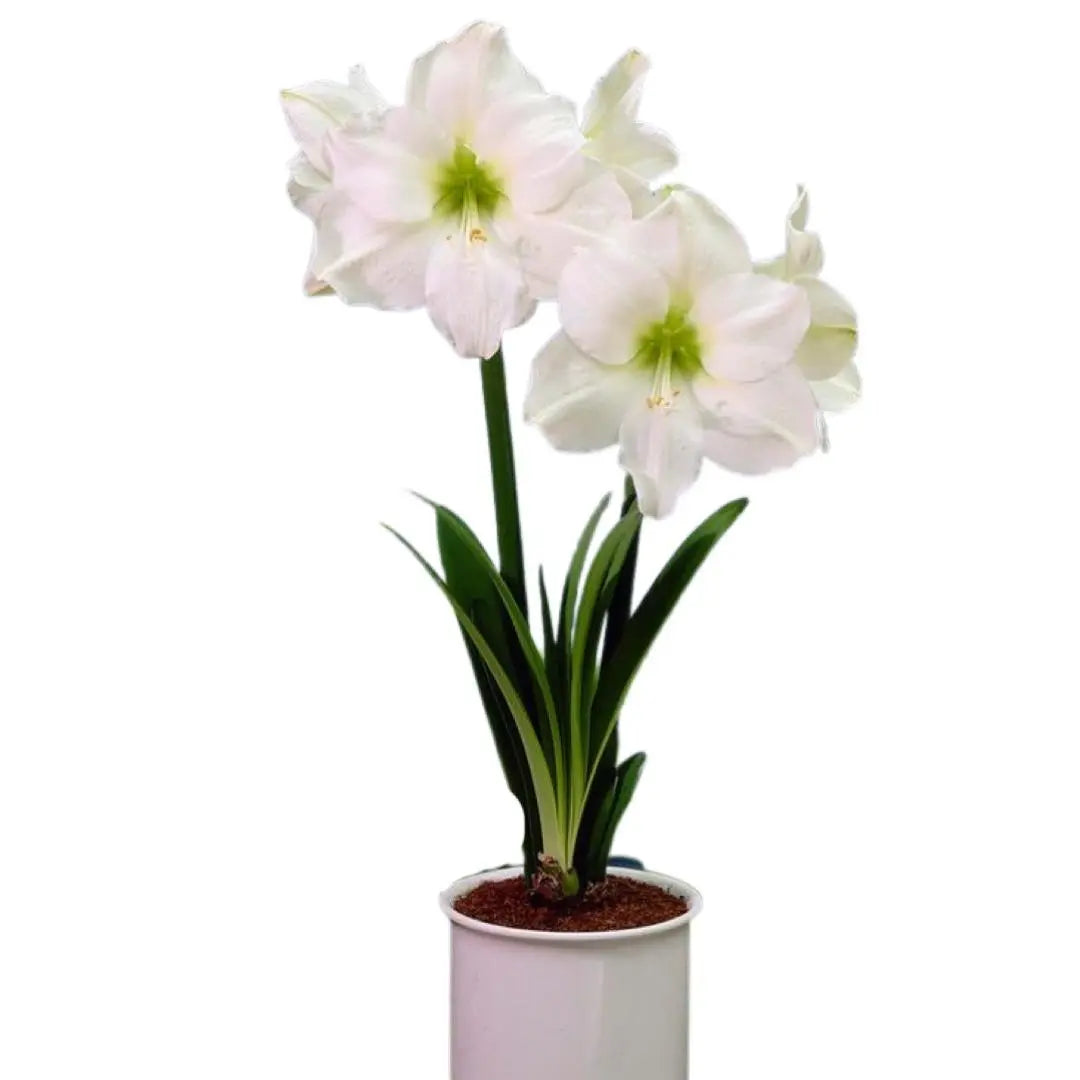 Amaryllis Denver PetalPickers