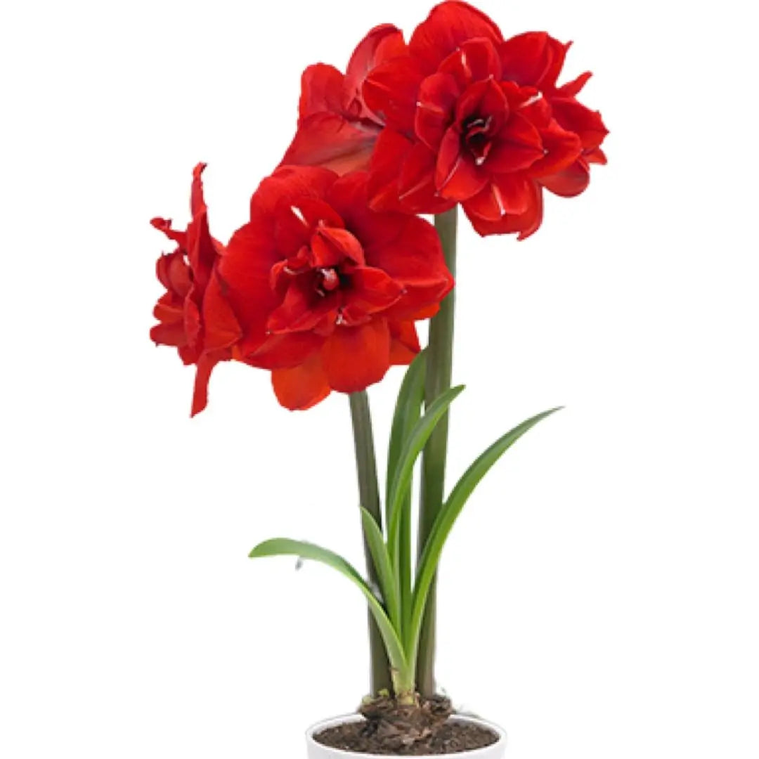 Amaryllis Red Victory PetalPickers