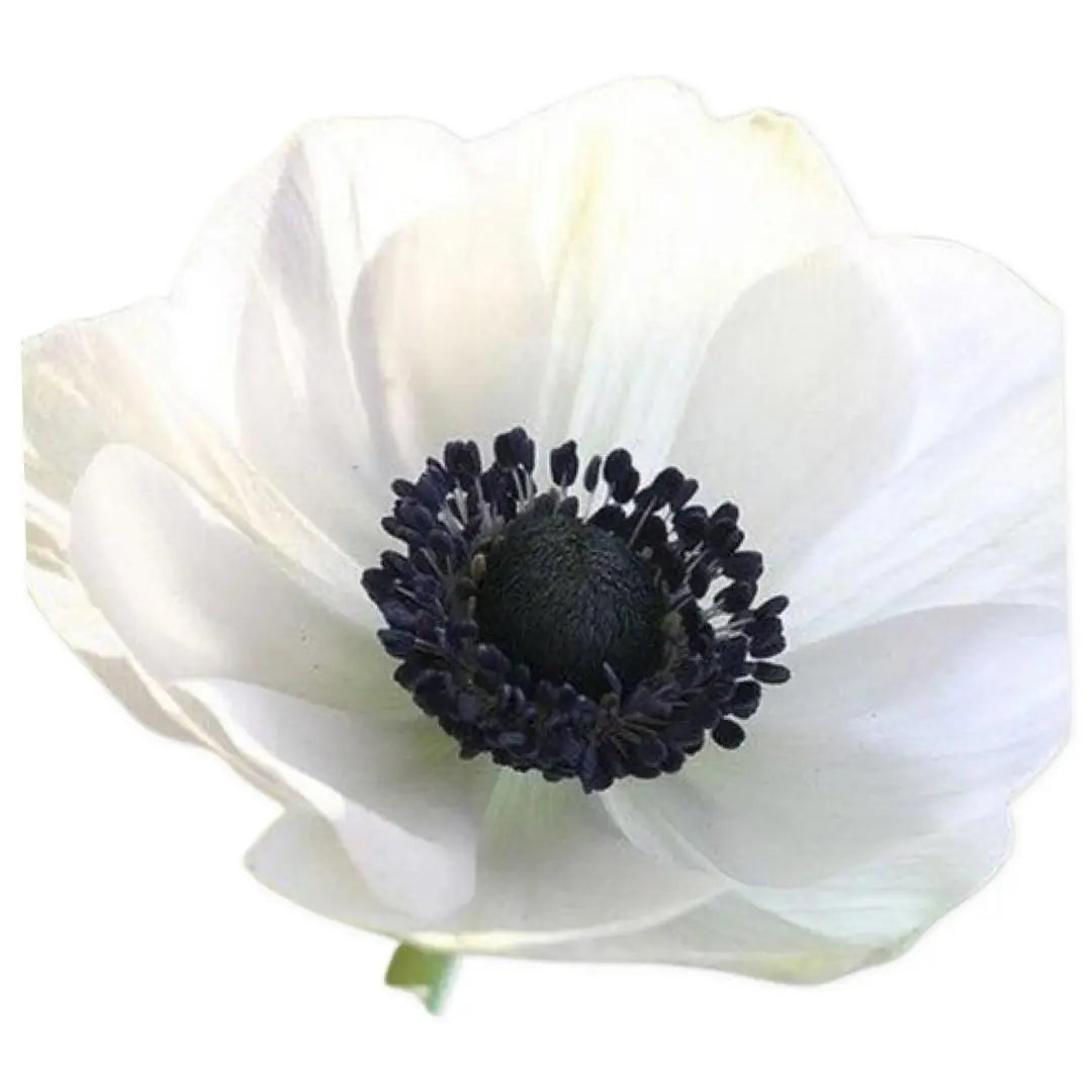 Anemone- Galilee Panda White (10 Pack) PetalPickers