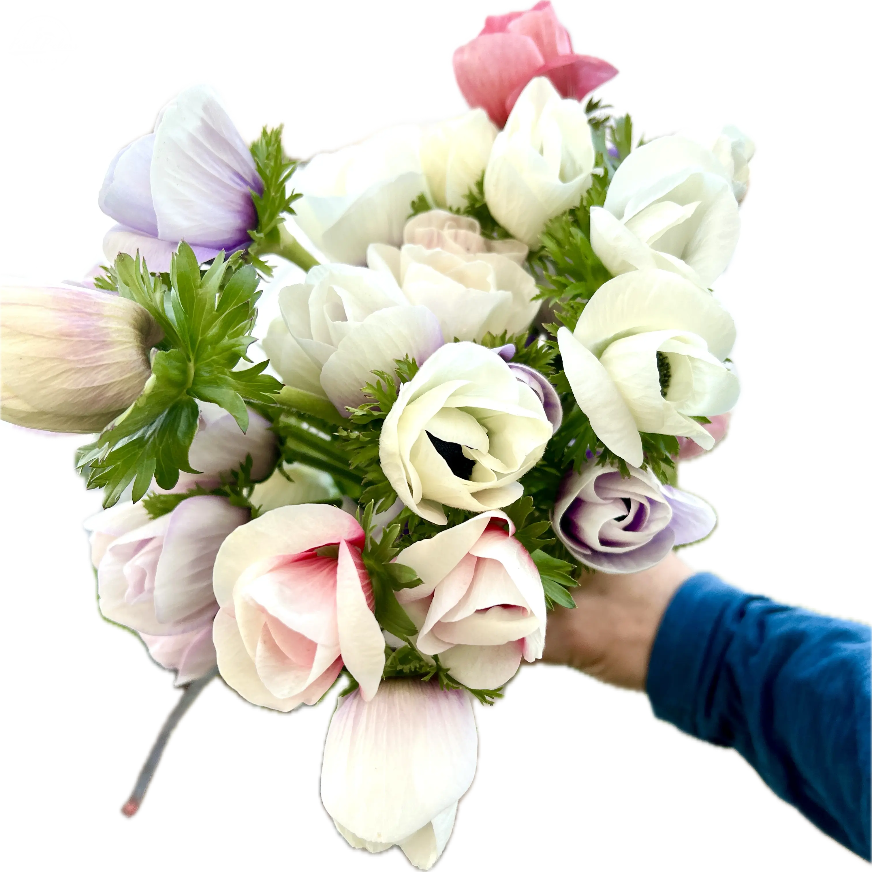 Anemone- Galilee Pastel Mix PetalPickers