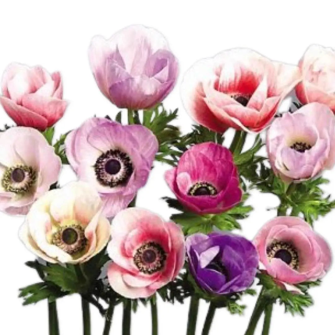 Anemone- Galilee Pastel Mix (10 Pack) PetalPickers
