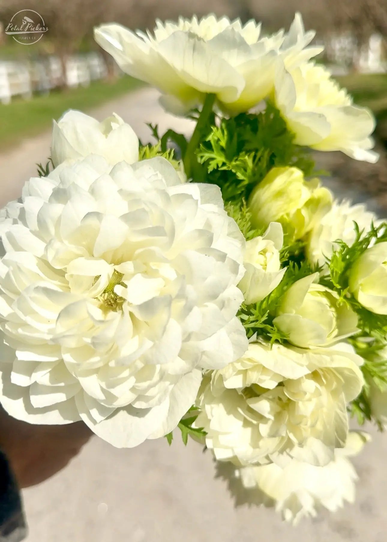 Anemone- Italian Levante Bianco (New!) PetalPickers