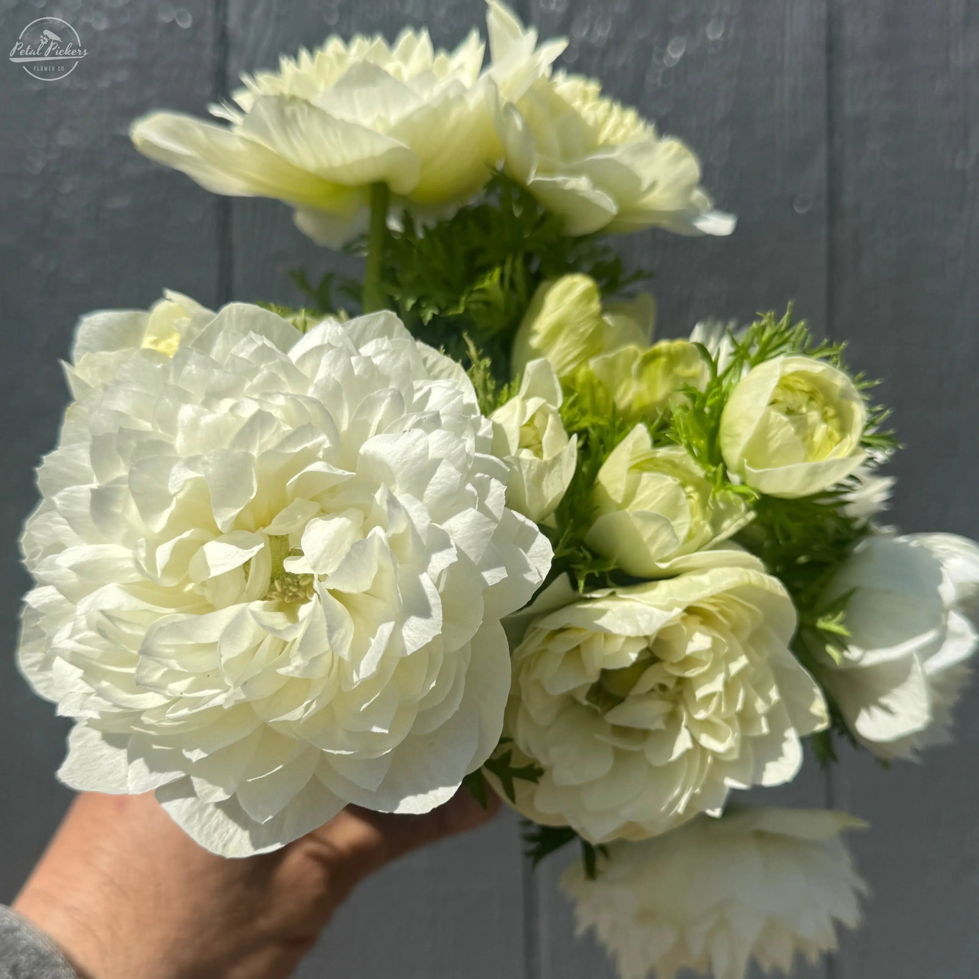 Anemone- Italian Levante Bianco (New!) PetalPickers