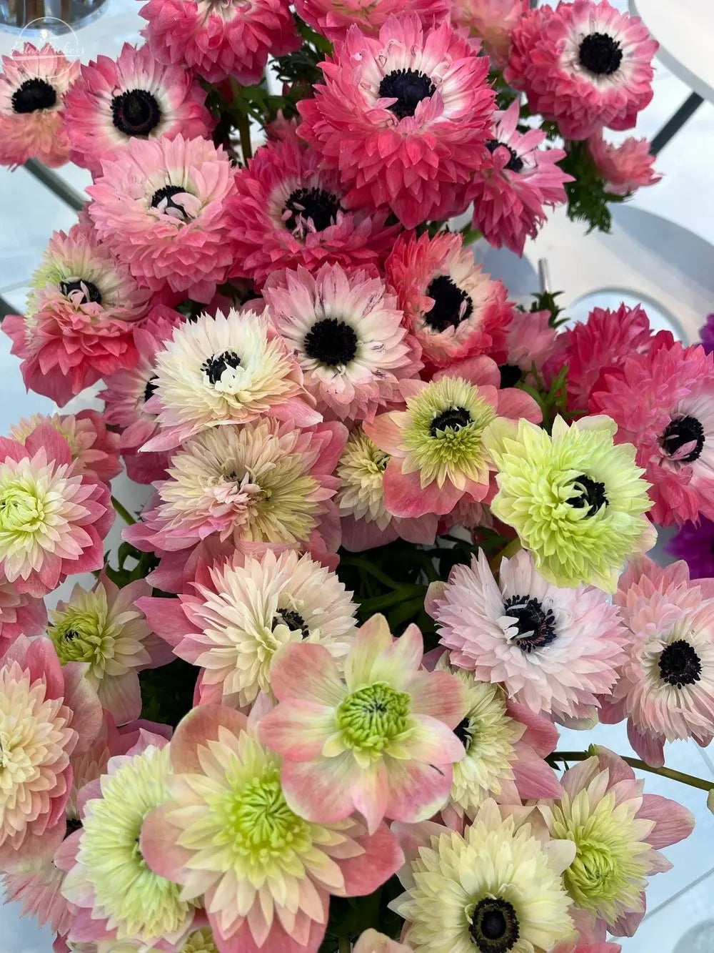 Anemone- Italian Levante Rosa PetalPickers