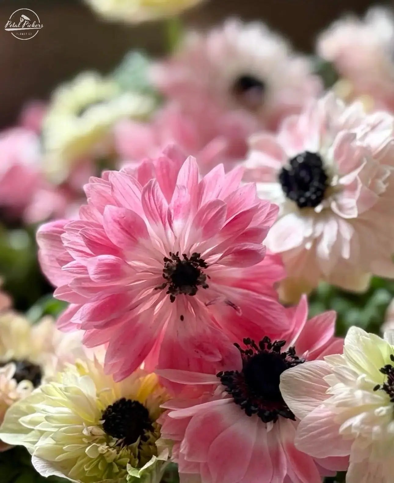 Anemone- Italian Levante Rosa PetalPickers