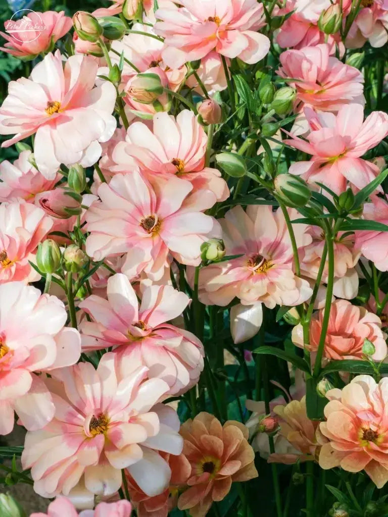 Moderna Ranunculus- Careza PetalPickers