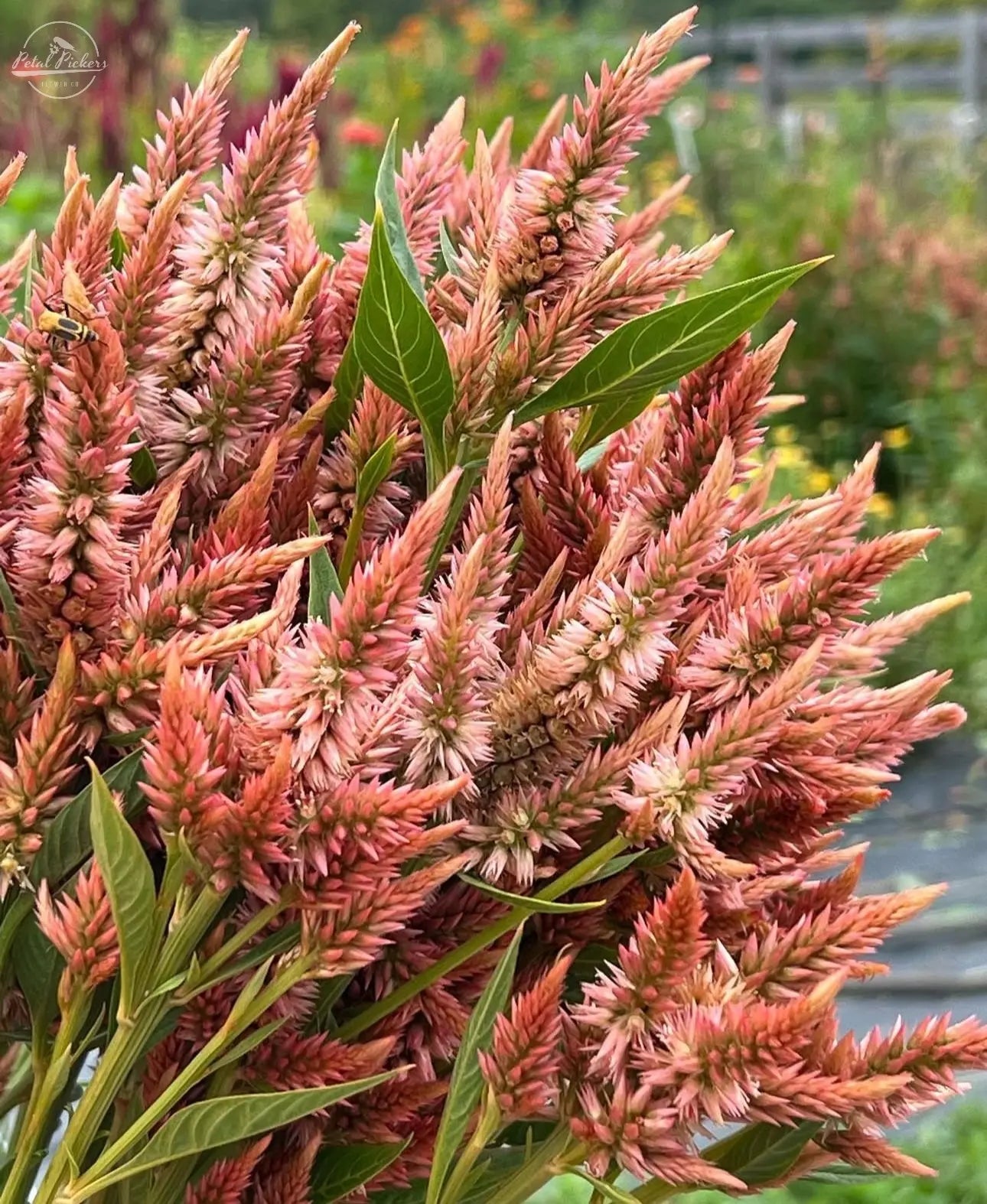 Celosia- Celway Terracotta PetalPickers RETAIL