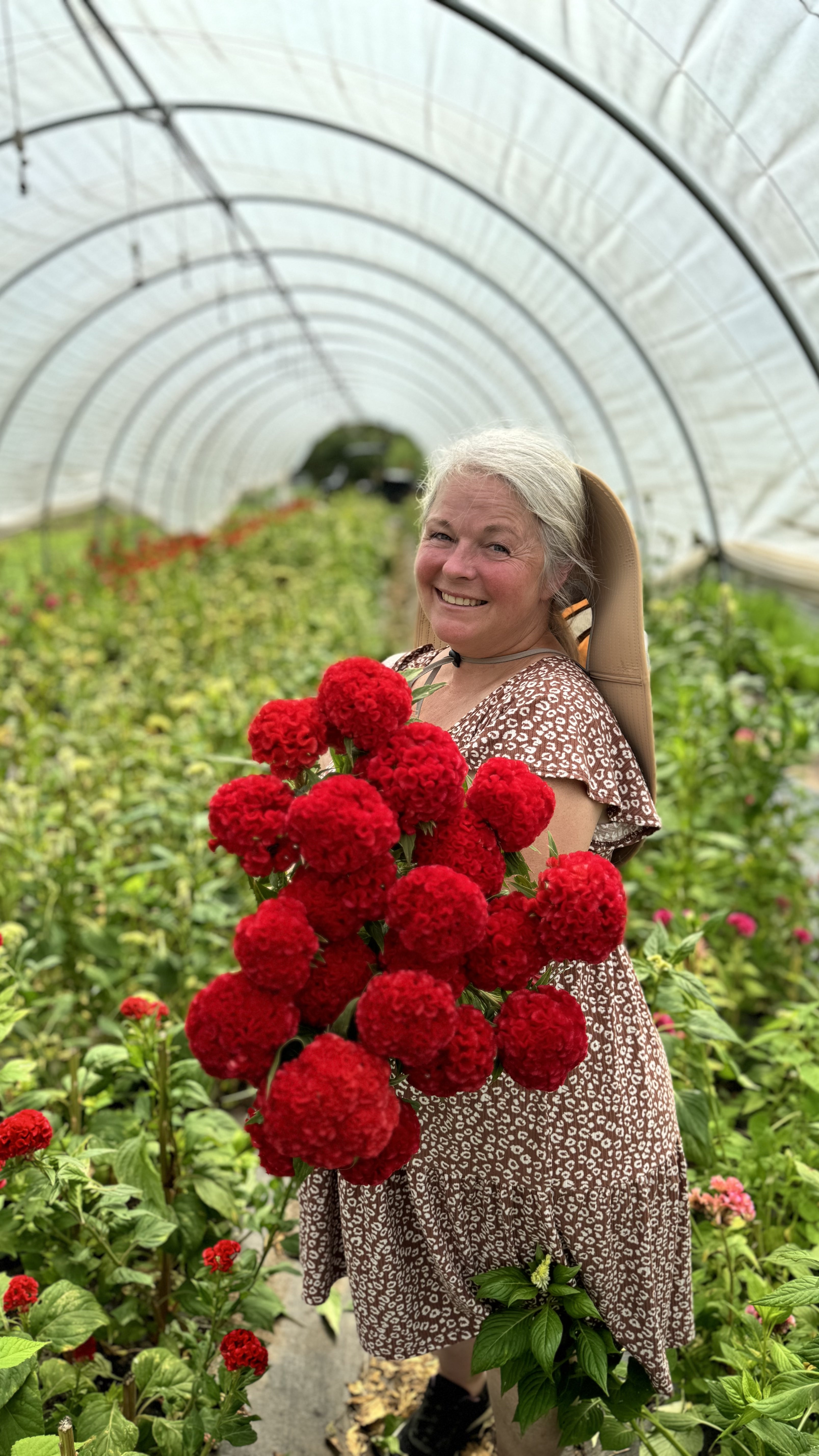 Celosia- Chief Fire PetalPickers RETAIL