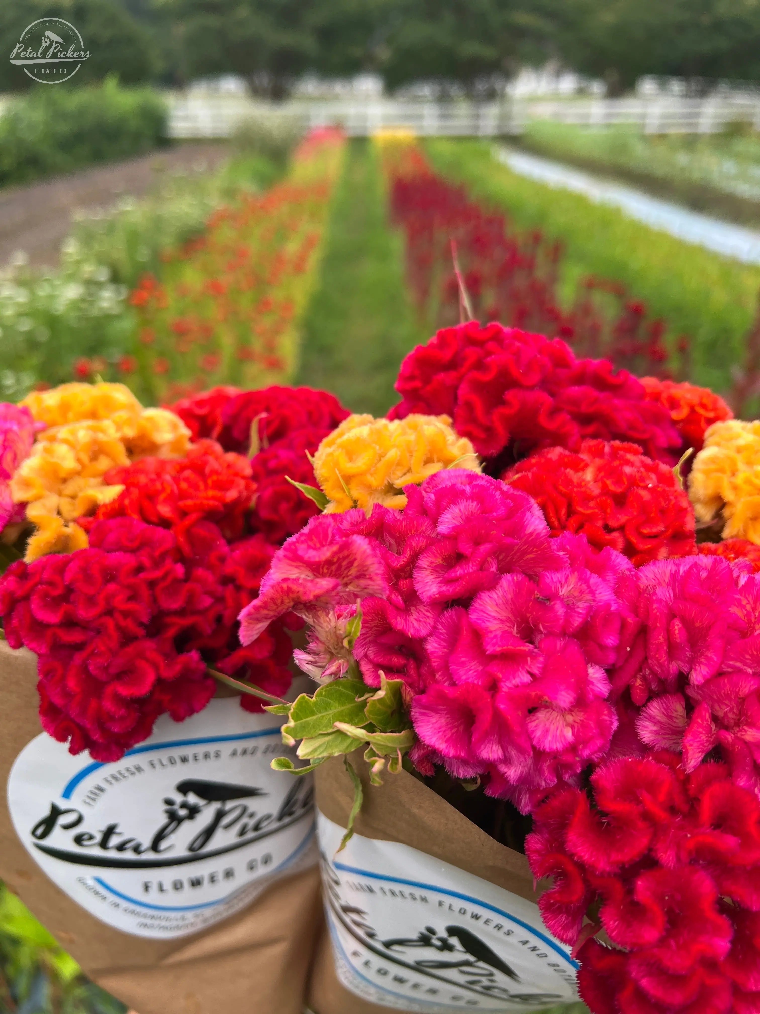 Celosia- Chief Mix PetalPickers RETAIL