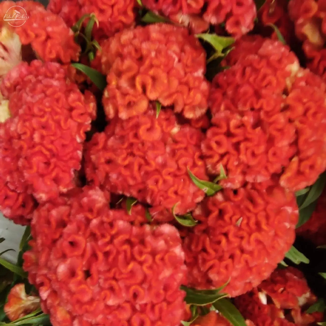 Celosia- Chief Persimmon PetalPickers RETAIL