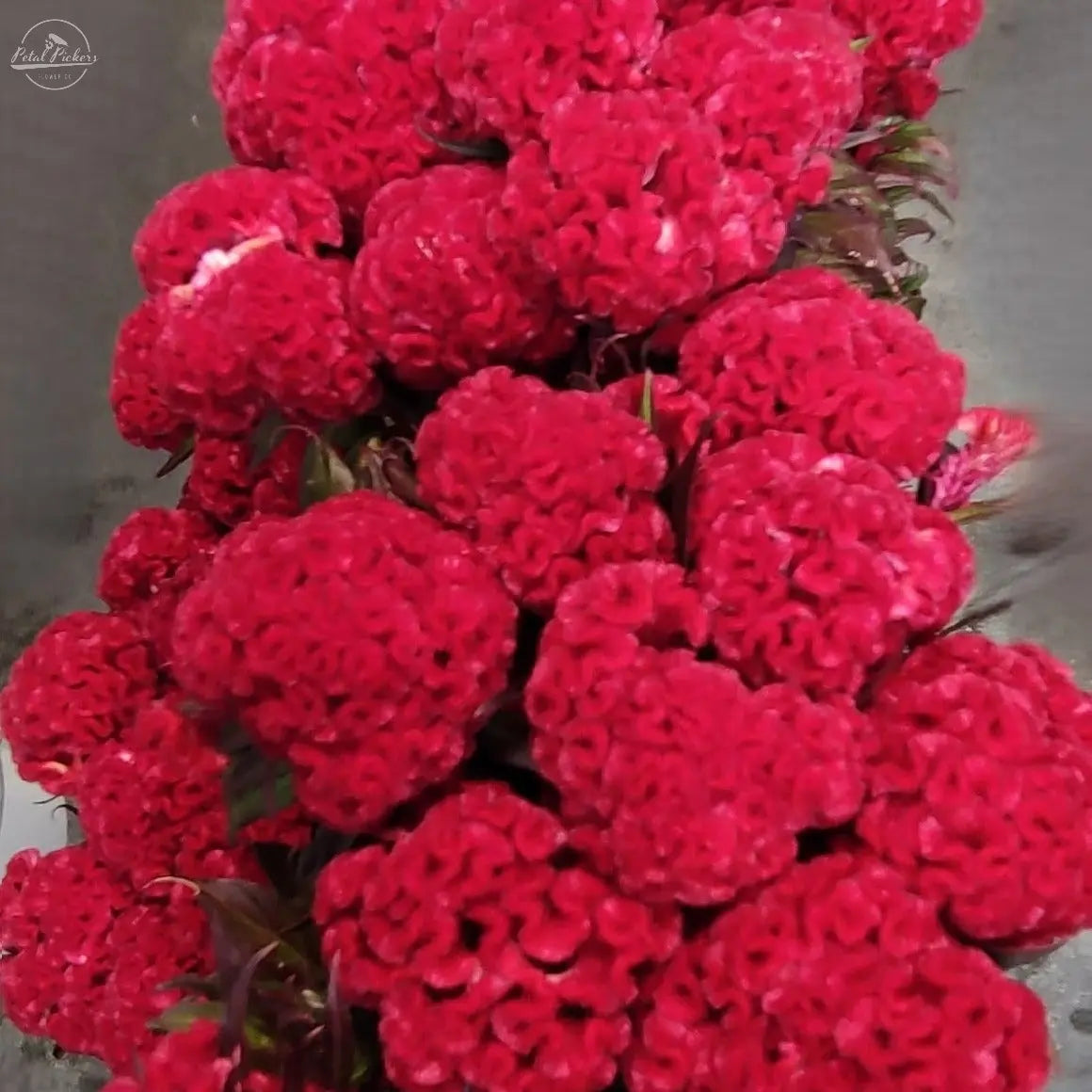 Celosia- Chief Rose PetalPickers RETAIL