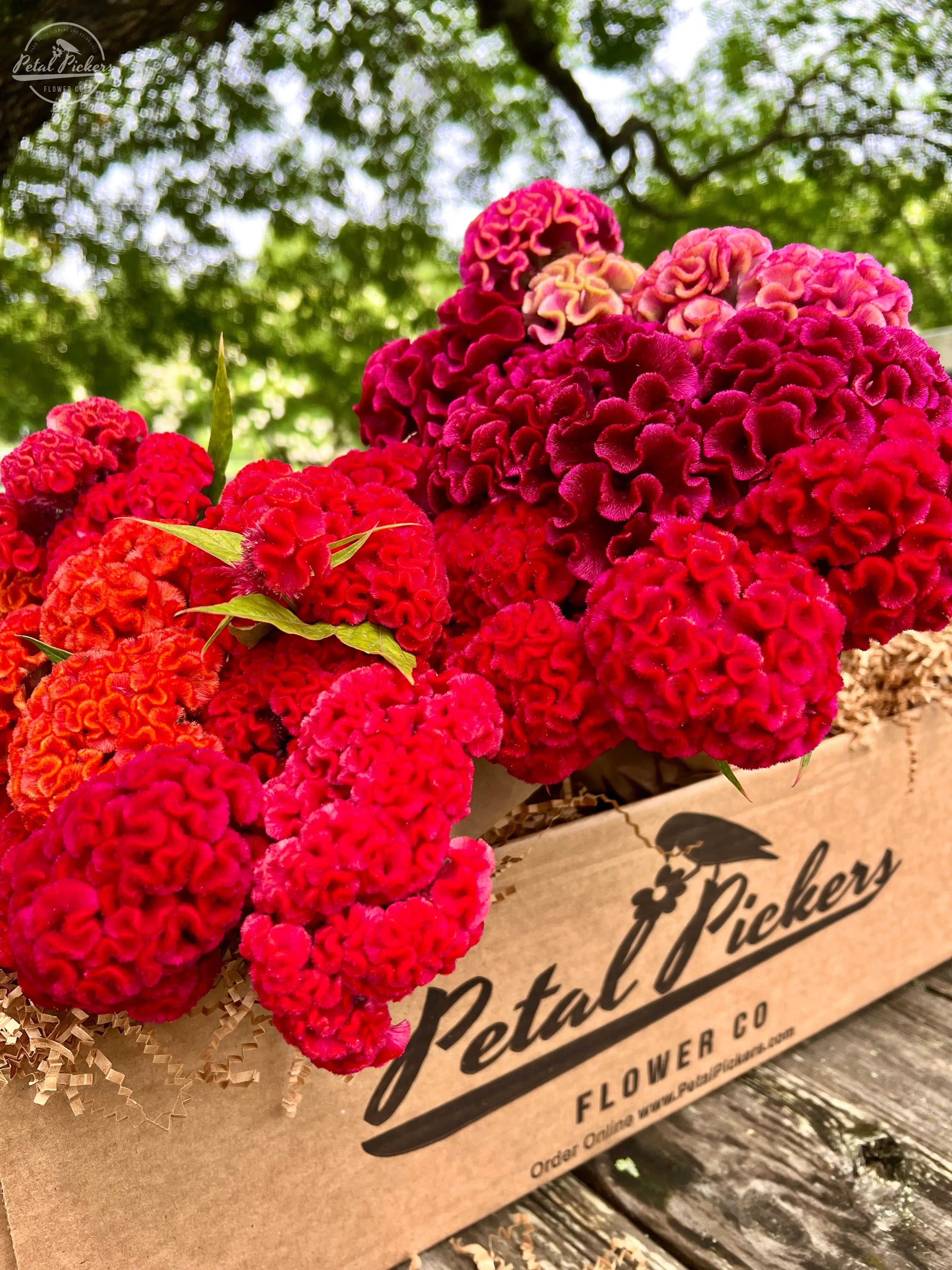 Celosia Mix PetalPickers