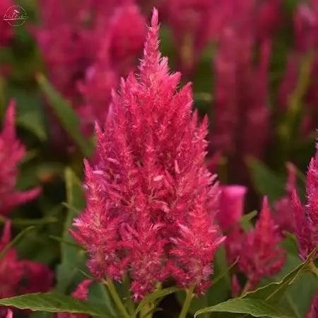 Celosia- Sunday Dark Pink PetalPickers RETAIL