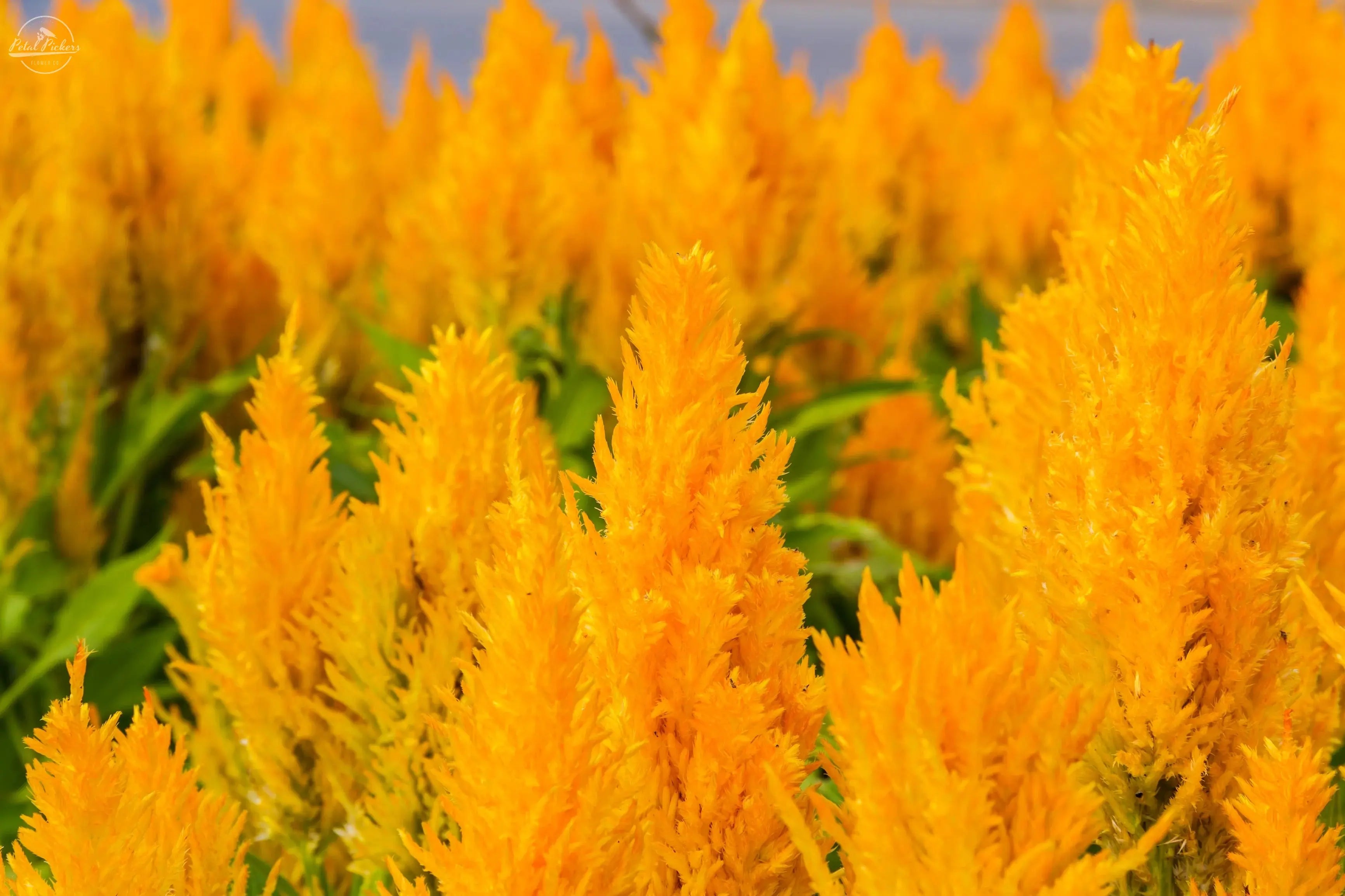 Celosia- Sunday Gold PetalPickers RETAIL