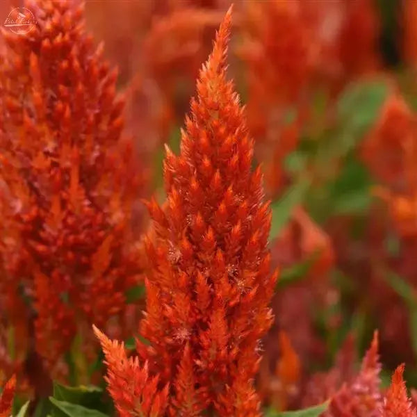Celosia- Sunday Orange PetalPickers RETAIL