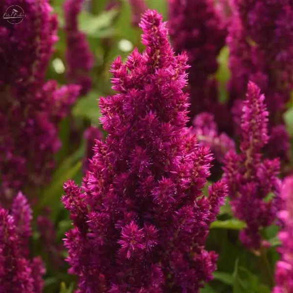 Celosia- Sunday Purple PetalPickers RETAIL