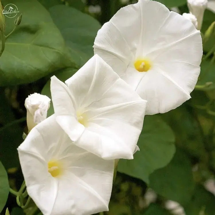 Moonflower Vine PetalPickers RETAIL