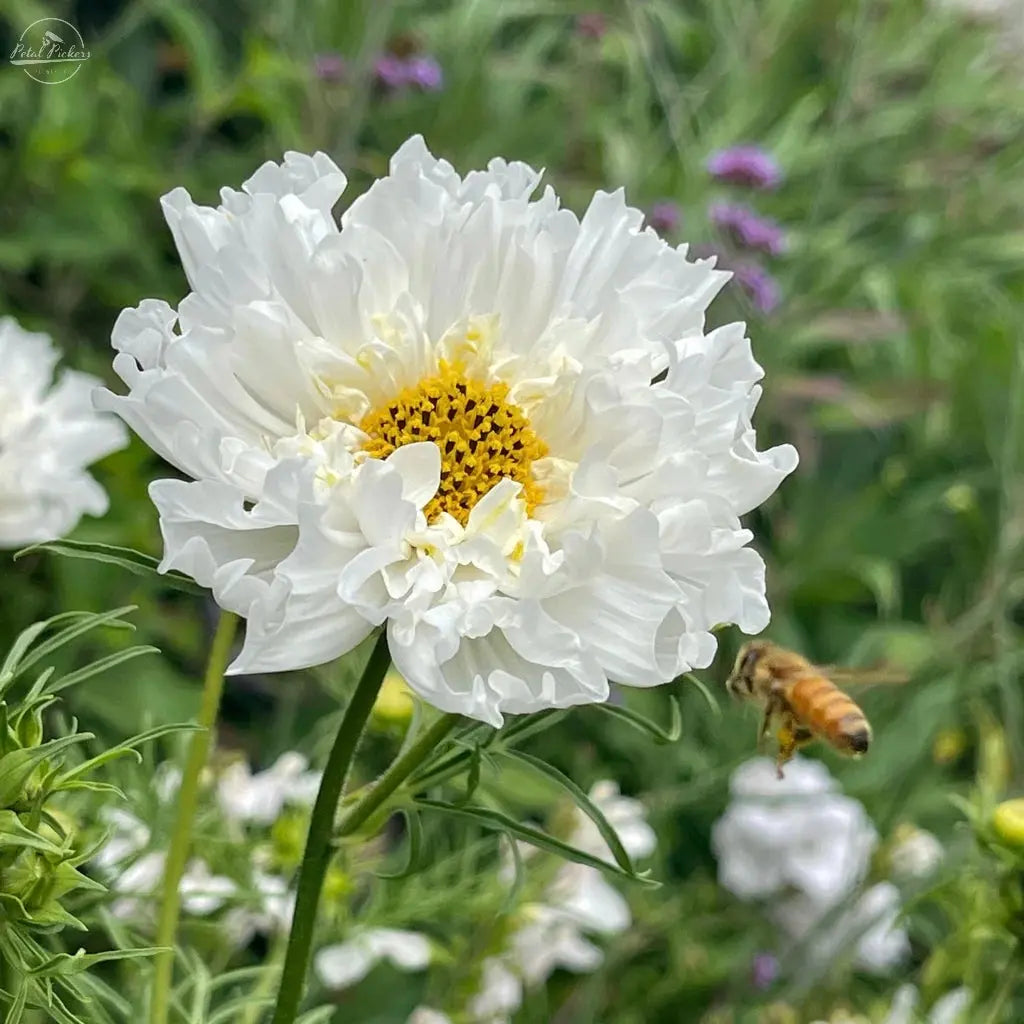 Cosmos- Double Click Snow Puff PetalPickers RETAIL