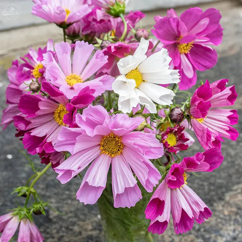 Cosmos- Sea Shells Mix PetalPickers RETAIL
