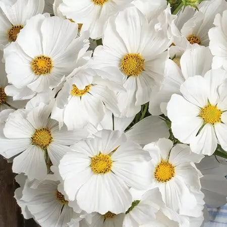 Cosmos- Versailles White PetalPickers RETAIL