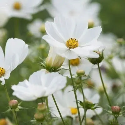 Cosmos- Versailles White PetalPickers RETAIL