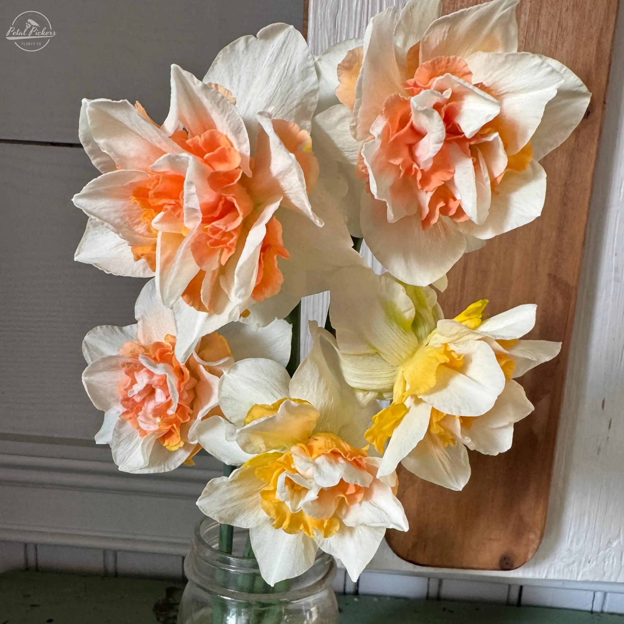 Daffodil- Flower Surprise (10 Bulbs) PetalPickers RETAIL