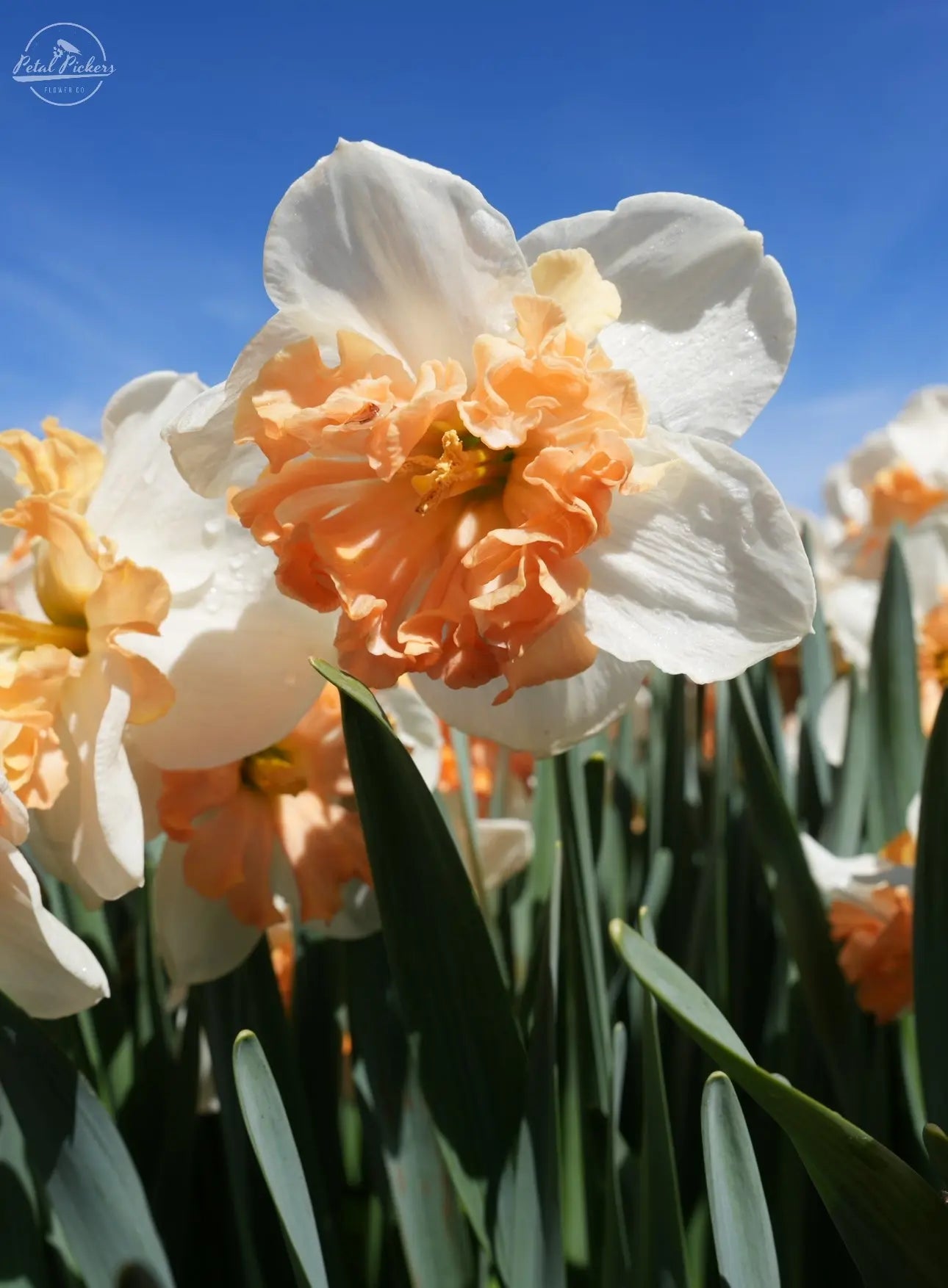 Daffodil- Mammoth Mountain (10 Bulbs) PetalPickers RETAIL
