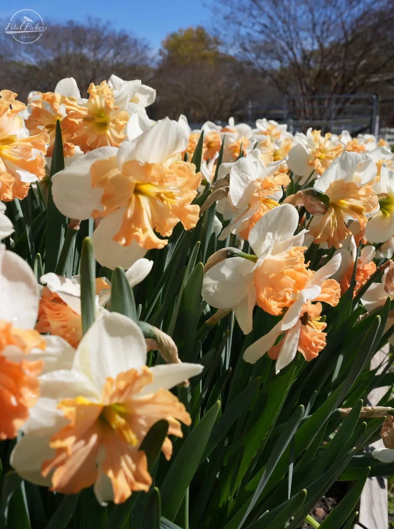 Daffodil- Mammoth Mountain (10 Bulbs) PetalPickers RETAIL