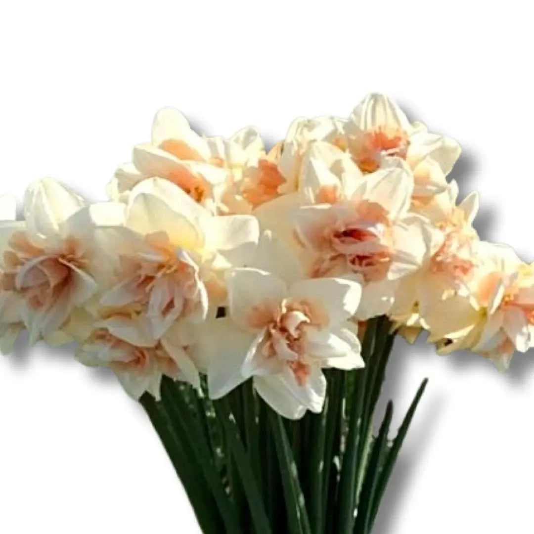 Daffodil- Sweet Paradise (10 Bulbs) PetalPickers RETAIL