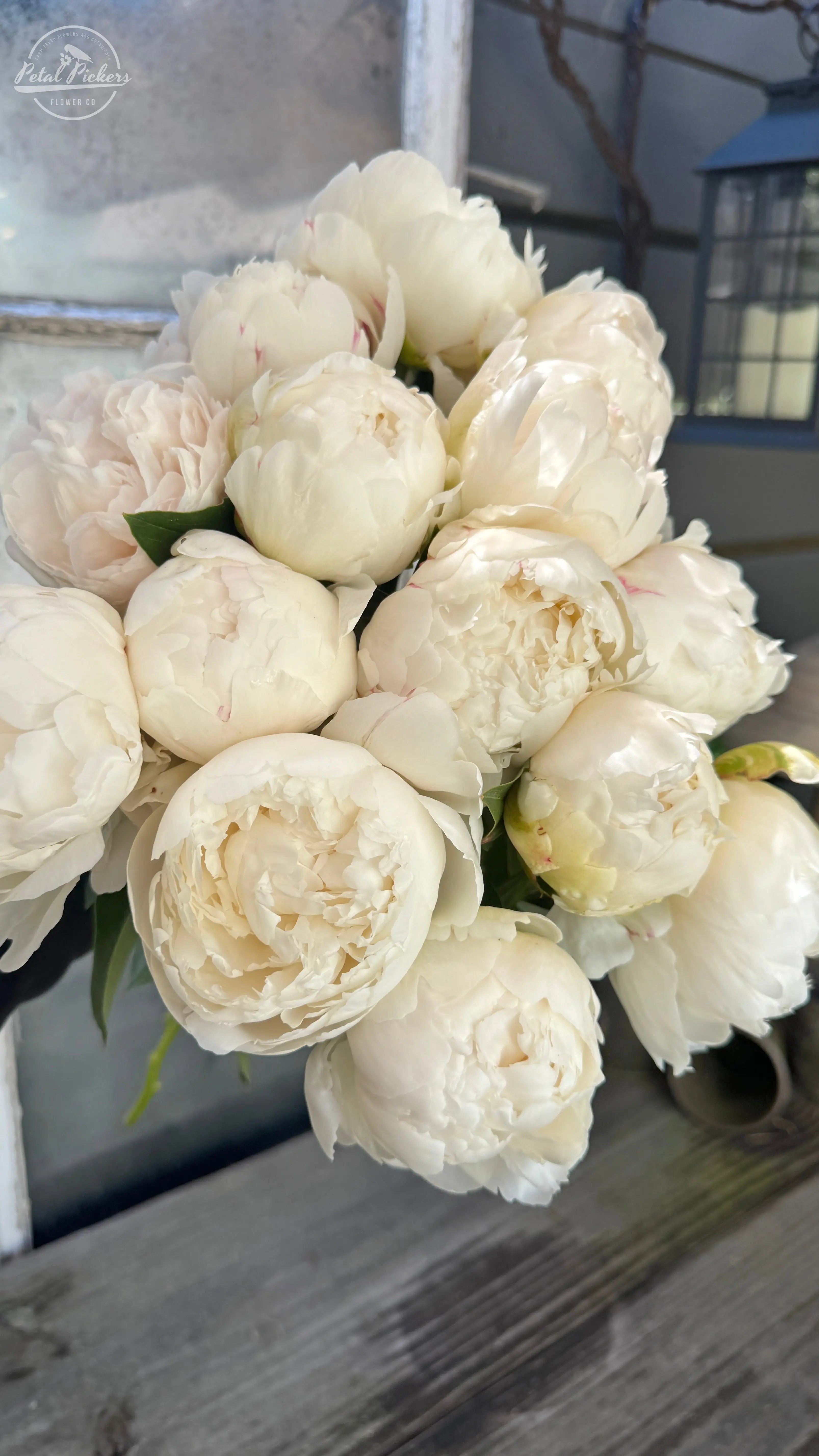 Delivery April 24 - Bulk Peony Flowers "Bowl of Cream" PetalPickers RETAIL