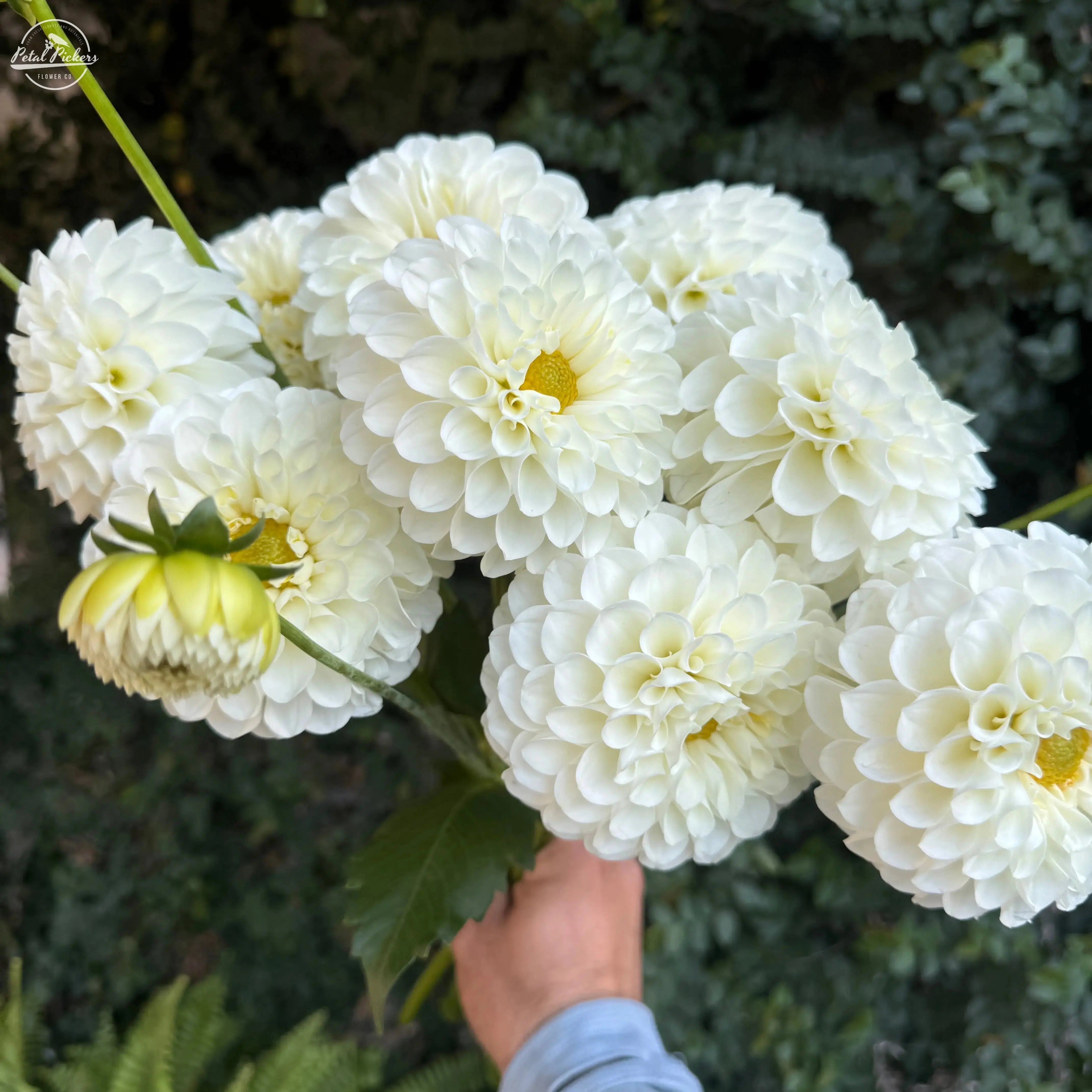 Spring Shipped- 20th Avenue x Baker Rd Dahlia Tuber PetalPickers RETAIL