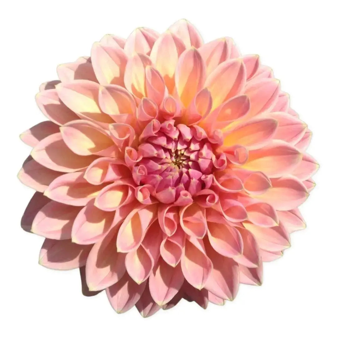 Coralie PetalPickers