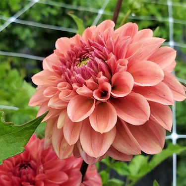 Fall Shipped- Iced Tea Dahlia Tuber PetalPickers RETAIL