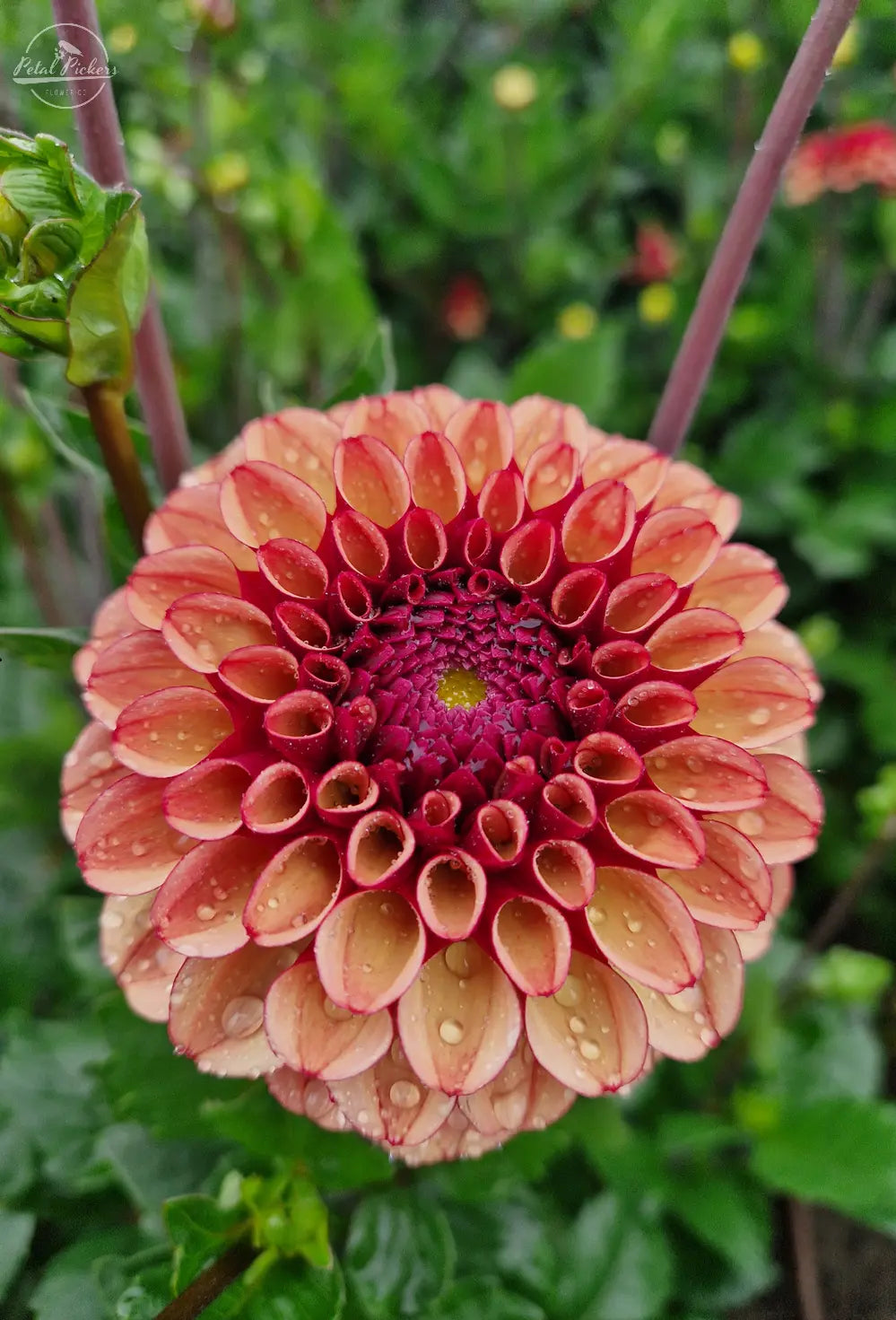 Fall Shipped- High Fidelity Dahlia Tuber PetalPickers RETAIL