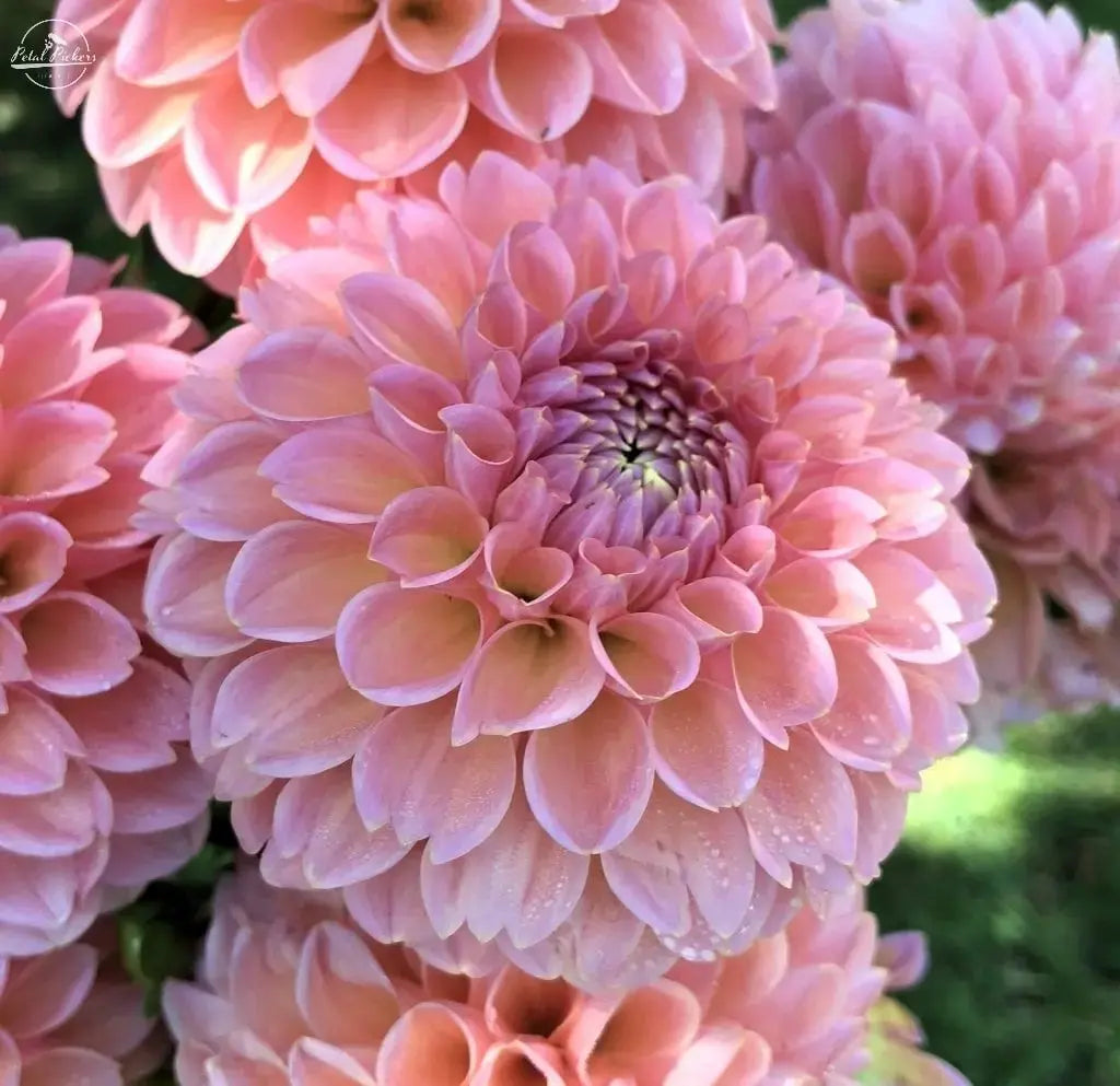 Linda's Baby PetalPickers