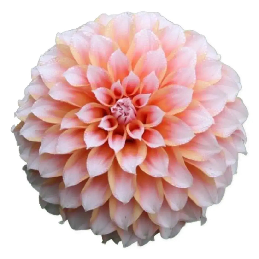 Peaches N Cream PetalPickers