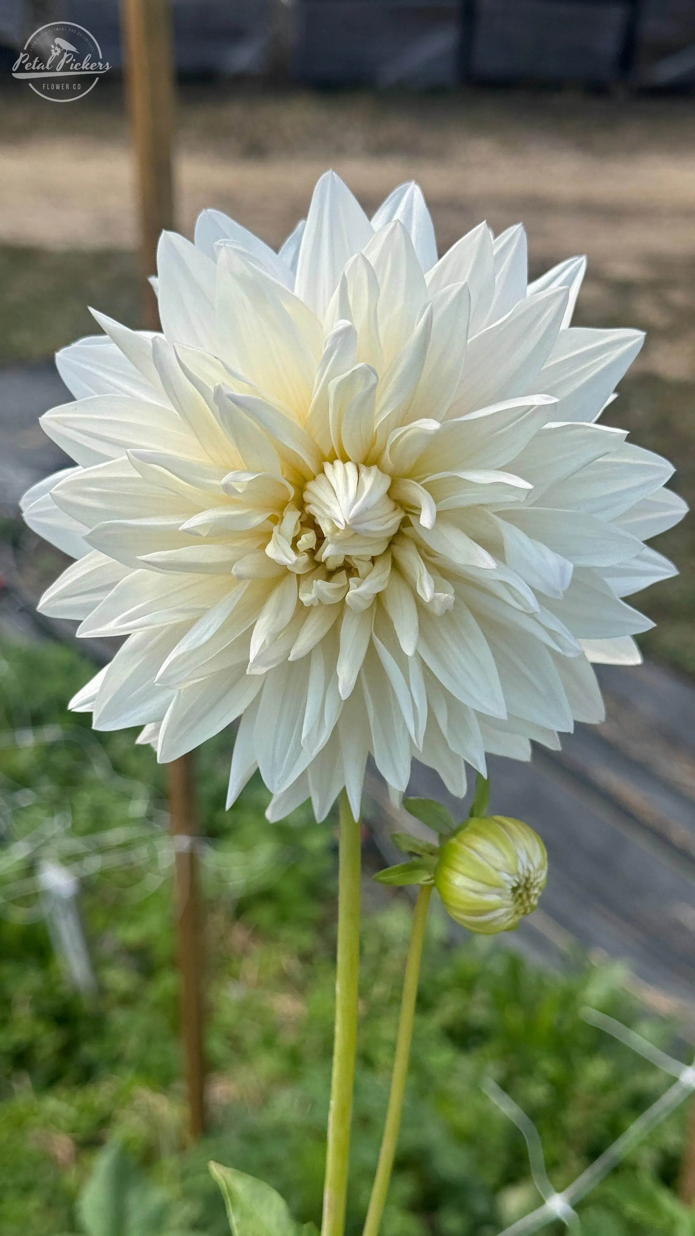 Fall Shipped- Rogue Starburst Dahlia Tuber PetalPickers RETAIL