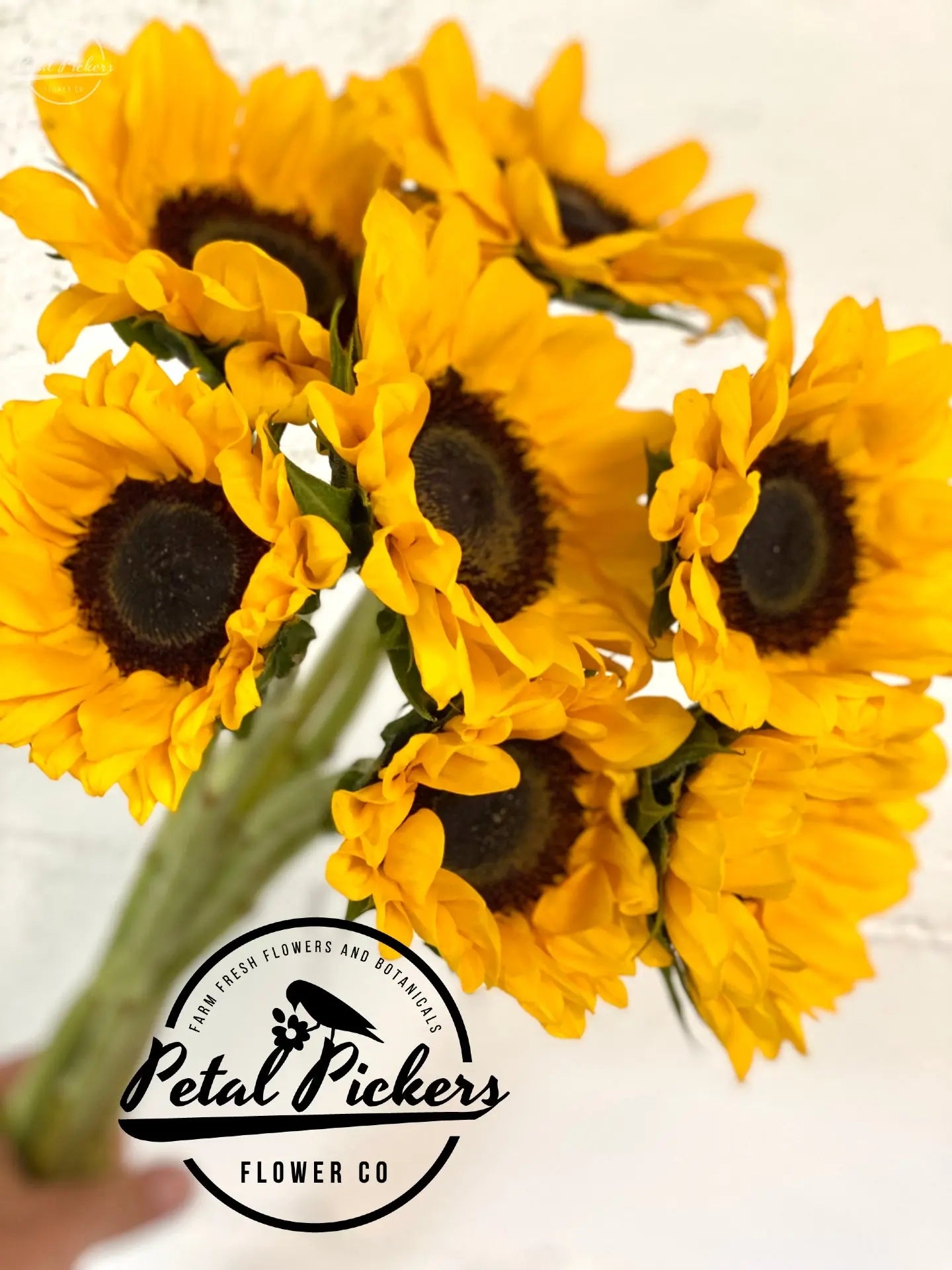 Farm Fresh Sunflowers PetalPickers