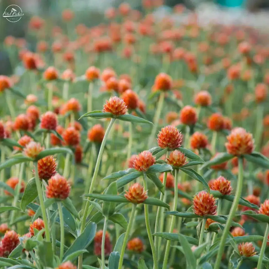 Gomphrena- QIS Orange PetalPickers RETAIL