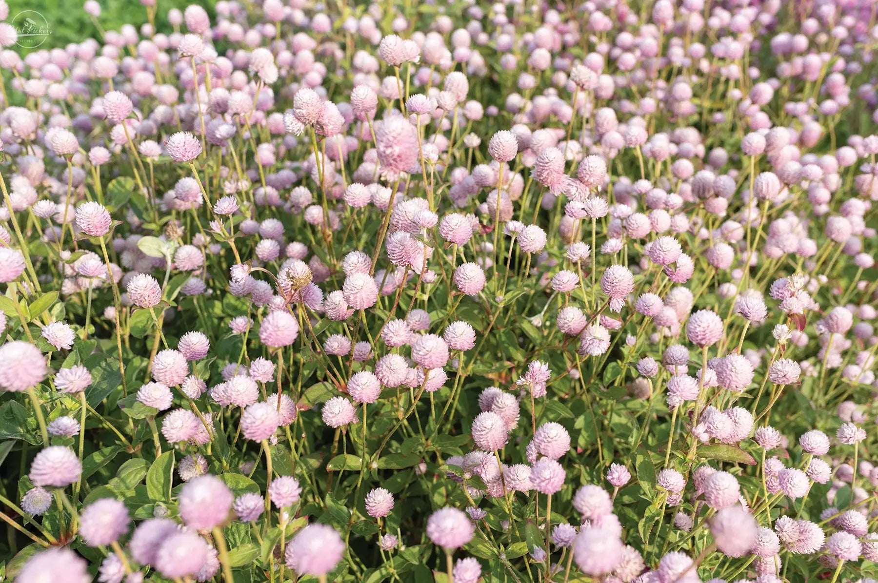 Gomphrena- QIS Pink PetalPickers RETAIL