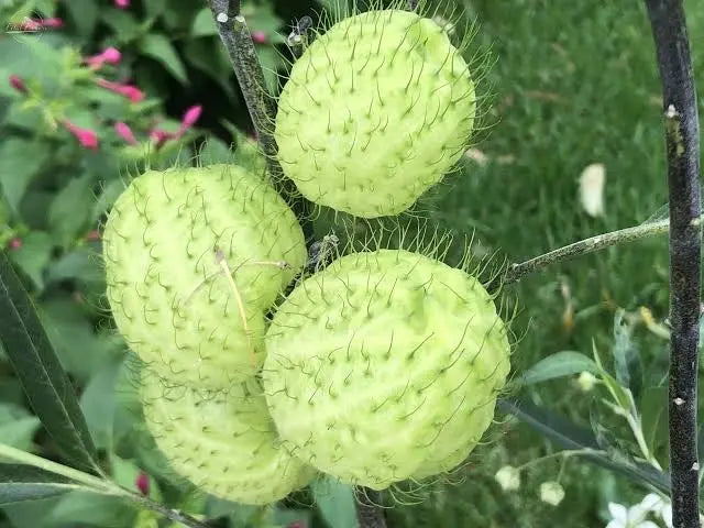 Hairy Balls- "Gomphocarpus Physocarpus" PetalPickers RETAIL