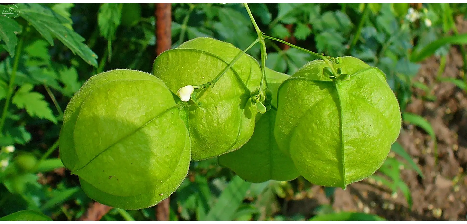 Love In A Puff Vine PetalPickers RETAIL