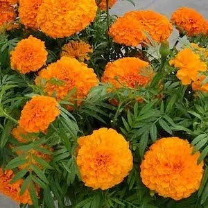 Marigold- Coco Deep Orange PetalPickers RETAIL