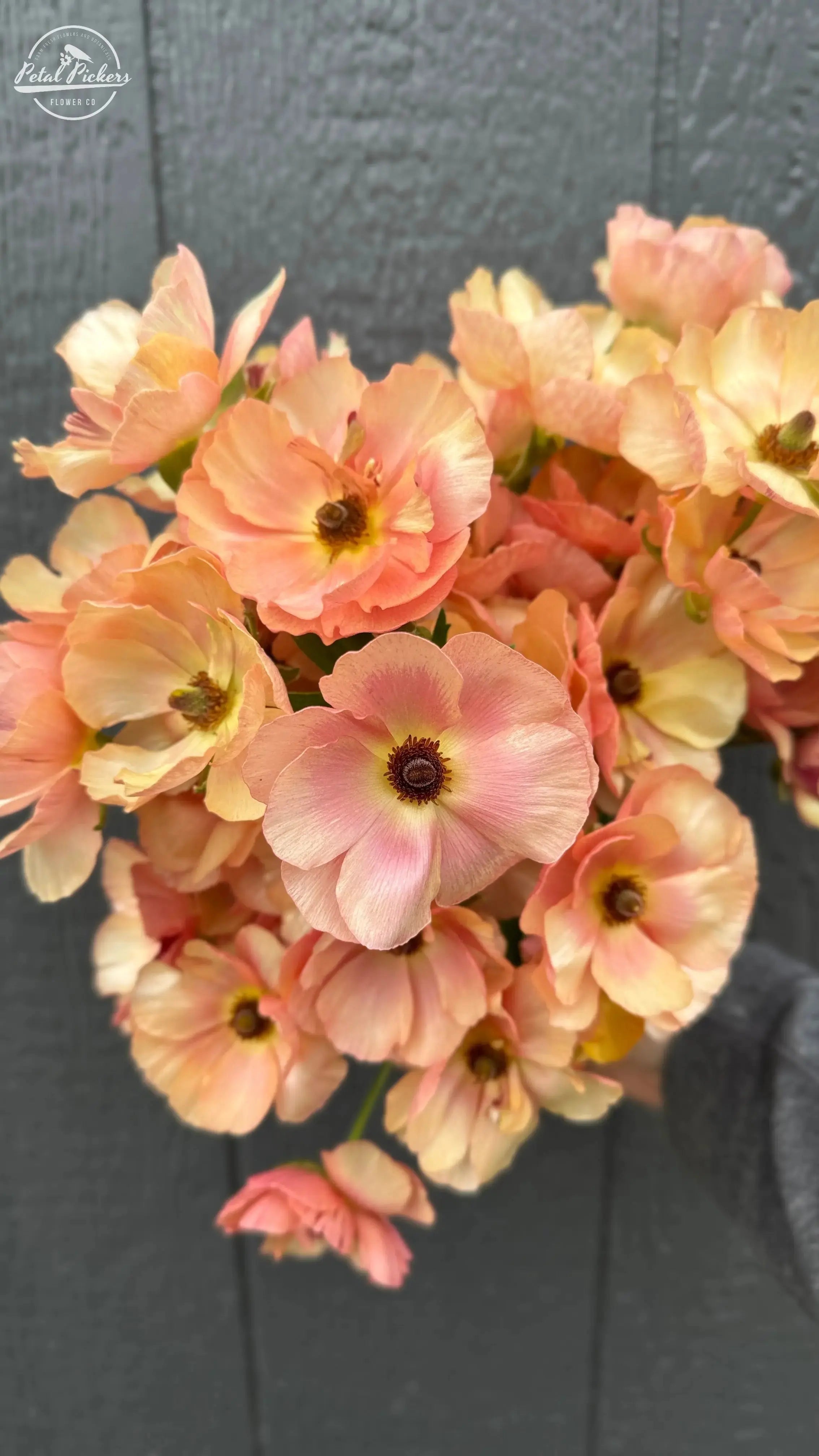 Moderna Ranunculus- Careza PetalPickers