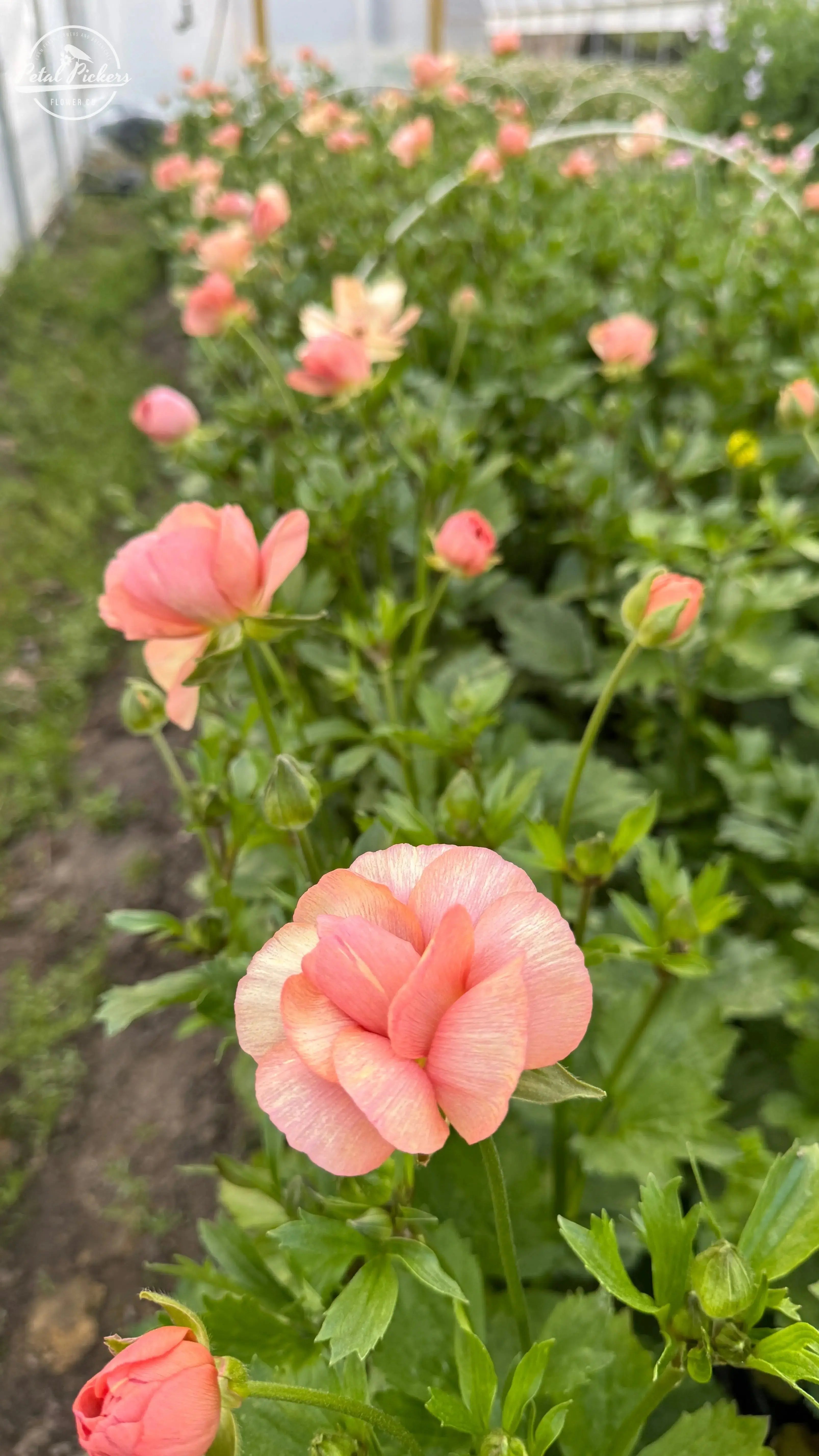 Moderna Ranunculus- Careza PetalPickers