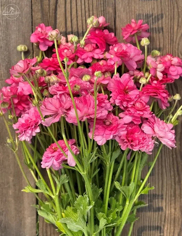 Moderna Ranunculus- Dolce PetalPickers
