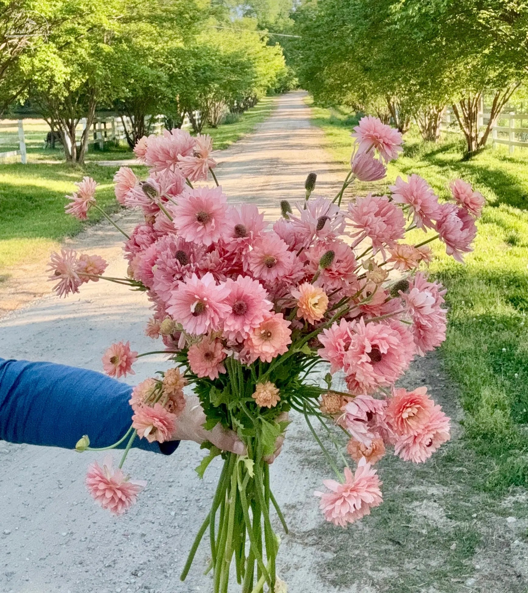 Moderna Ranunculus- Riviera PetalPickers