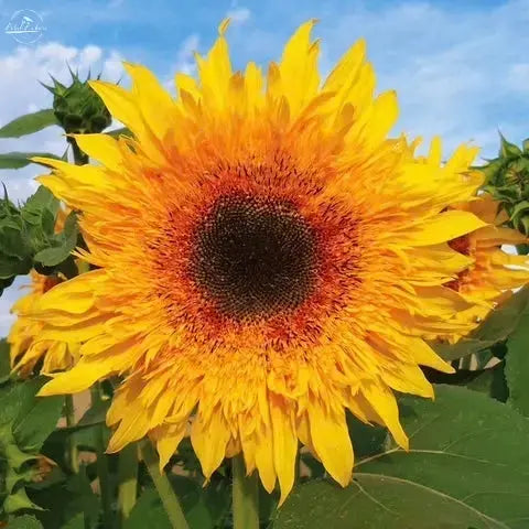 Sunflower- "Starburst Panache" PetalPickers RETAIL